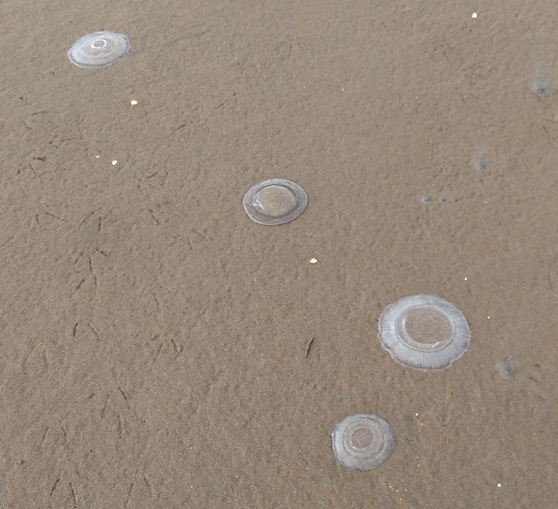 Stranded Jellyfish, Clam Lagoon, Sept 28, 2015.