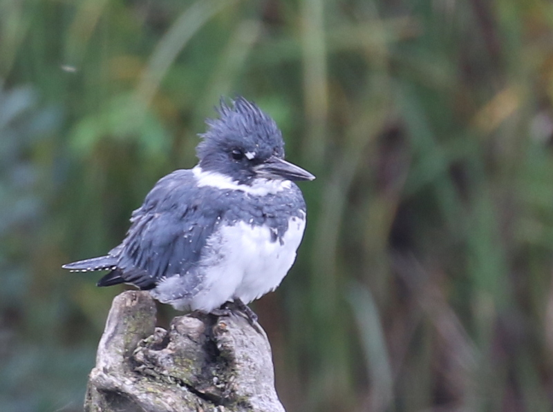 Belted Kingfisher, Potters Marsh, Anchorage, Sept 8, 2016