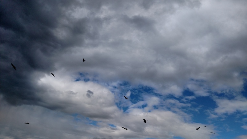 Kites, near Cugy, June 19, 2016