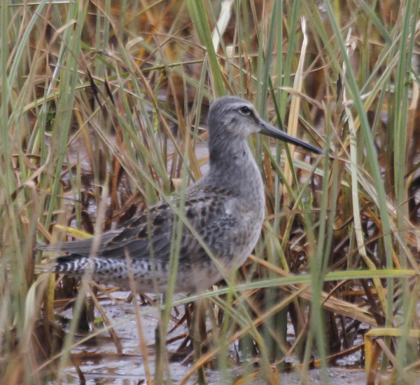 Long-billed Dowitcher, Clam Lagoon, Sept 8, 2013.