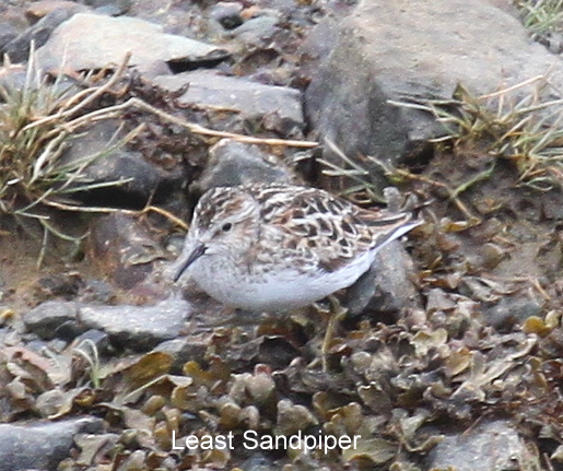 Least Sandpiper, May 20, 2010, Sweeper Channel.