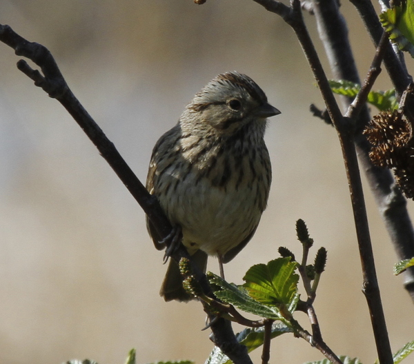 Lincoln's Sparrow, Potters Marsh, Anchorage. May 15, 2014