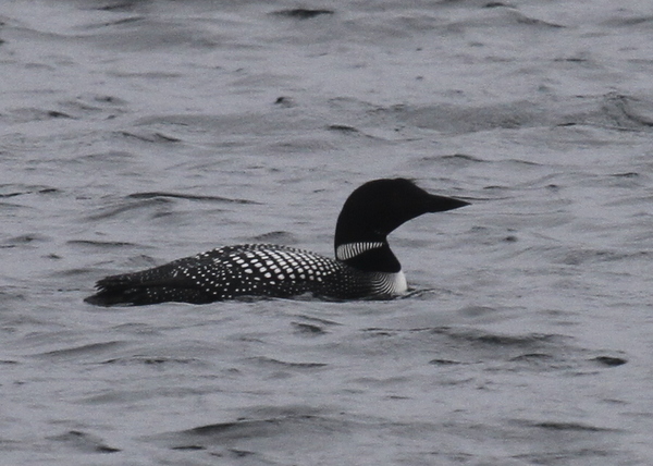 Common Loon, Andrew Lake, May 24, 2013