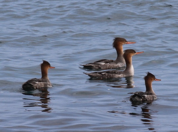Red-breasted Mergansers, Seawall, Sept 21, 2014.