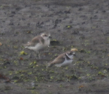 Mongolian Plover (left) with Semipalmated Plover, Clam Lagoon, Sept 12, 2013