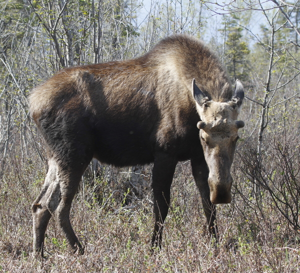 Moose, Potters Marsh, Anchorage, May 15, 2014