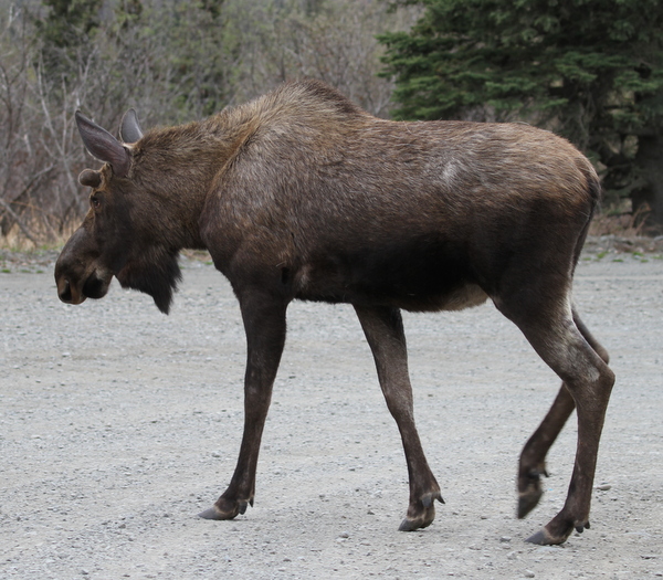 Moose, Arctic Valley Road, Anchorage, May 14, 2015.