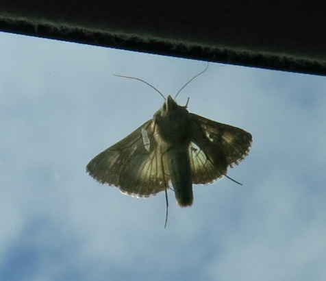 Moth, Sept 17, 2013.