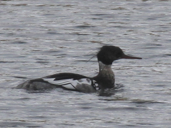 Red-breasted Merganser, Smith Lake, May 27, 2013