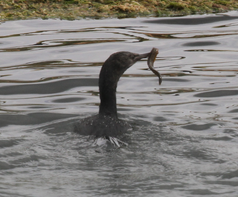 Pelagic Cormorant (with eel), Sweeper Channel, Sept 18, 2015.
