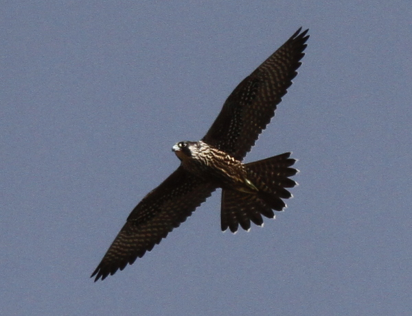 Peregrine Falcon, Sandy Cove Bluff, Sept 15, 2014.