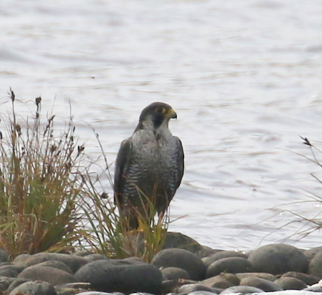 Peregrine Falcon, Lake Shirley, September 16, 2016