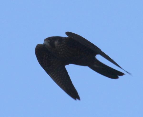 Peregrine Falcon, Clam Lagoon Seawall, Sept 11, 2014.