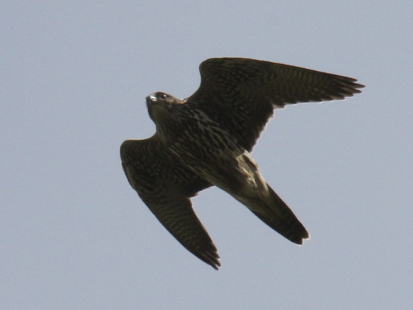 Peregrine Falcon, Clam Lagoon, Sept 13, 2014.