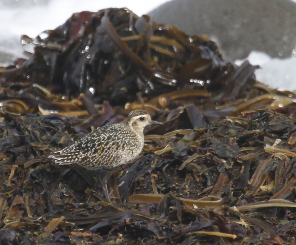 Pacific Golden-Plover, Clam Lagoon Seawall, Sept 6, 2013
