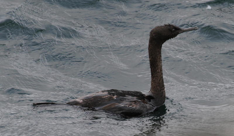 Pelagic Cormorant, Sweeper Cove, May 23, 2015