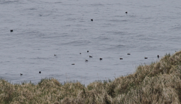 Horned and Tufted puffins, Loran Station, May 29, 2013
