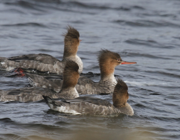 Red-breasted Mergansers, Clam Lagoon, Sept 6, 2013