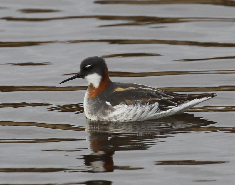 Red-necked Phalarope, Bering Hill area, May 22, 2016