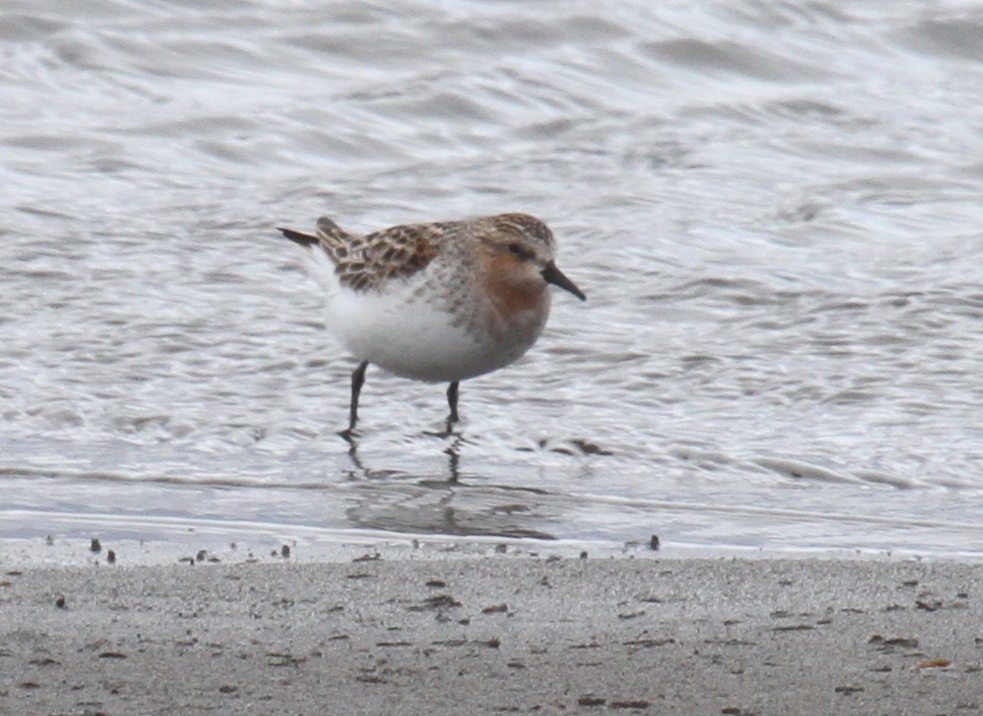 Red-necked Stint, May 25, 2011, Clam Lagoon.