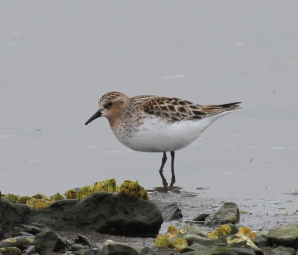 Red-necked Stint, May 27, 2011, Clam Lagoon.