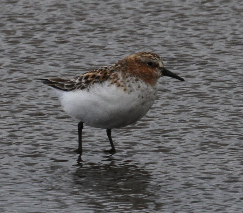 Red-necked Stint, Clam Lagoon, May 26, 2015