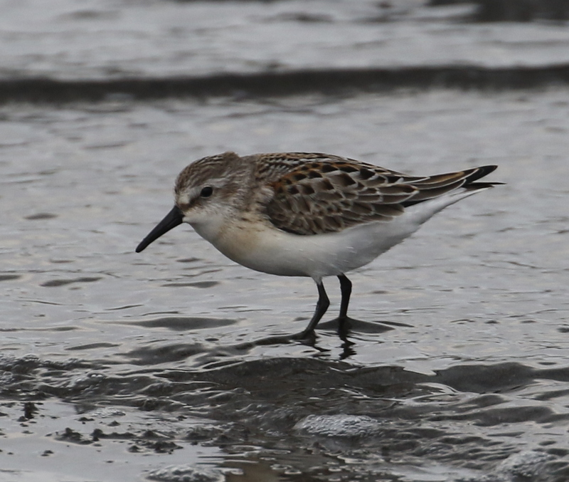 Red-necked Stint, Clam Lagoon, Sept 11, 2016