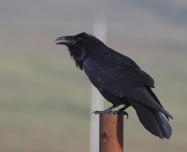 Common Raven, Adak, Sept 6, 2013.