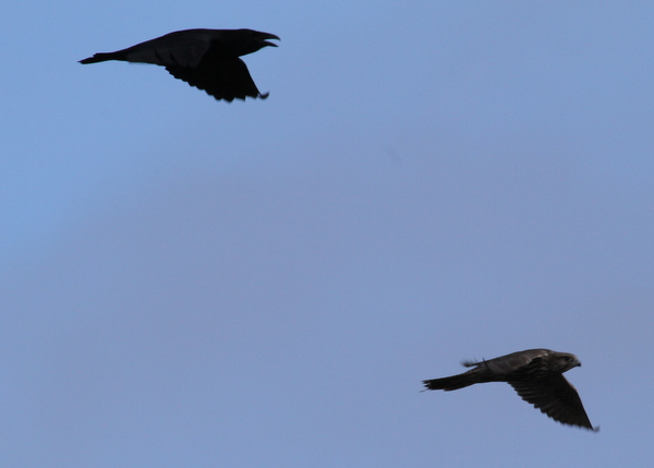 Common Raven chasing Gyrfalcon, Contractor's Marsh, Sept 17, 2013.
