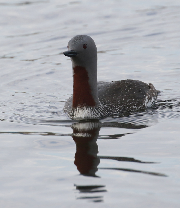 Red-throated Loon, Lake Hood, Anchorage, May 15, 2016.