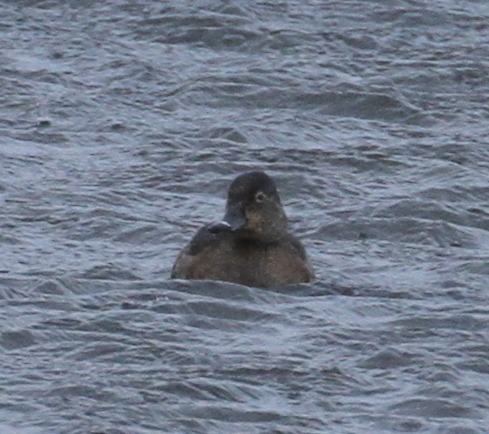 Ring-necked Duck, Contractor's Camp Marsh, May 21, 2015