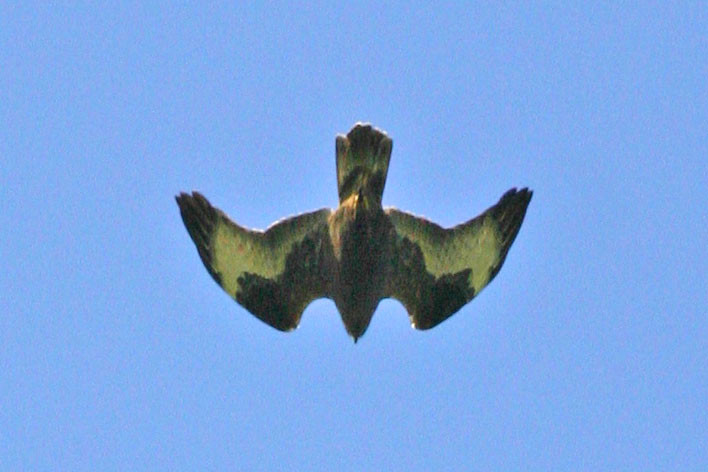 Rough-legged Hawk, Sept 25, 2007, near Zeto Point.