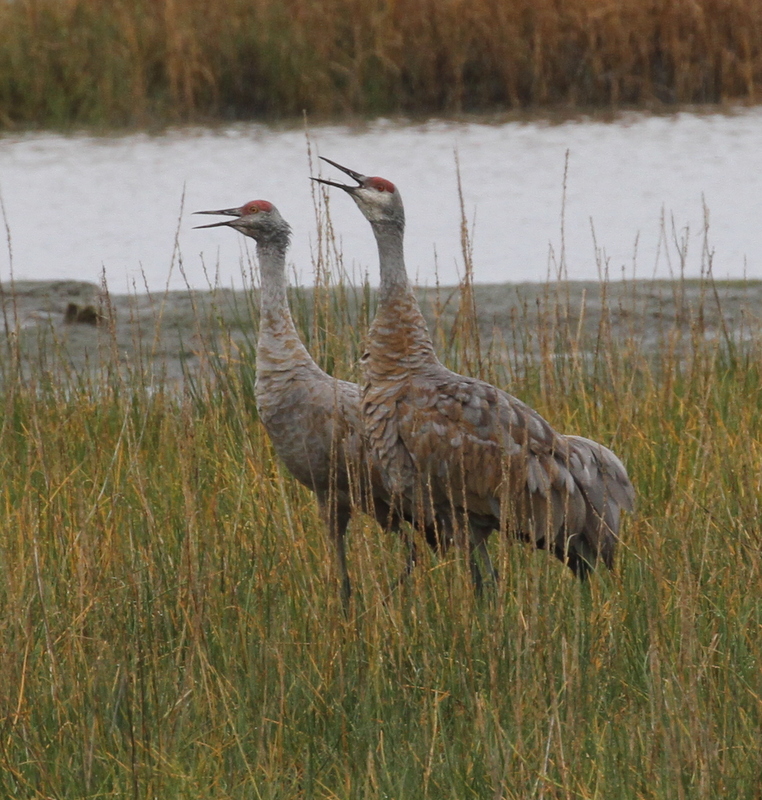 Sandhill Cranes, Audubon Bench, Anchorage, Sept 17, 2015.