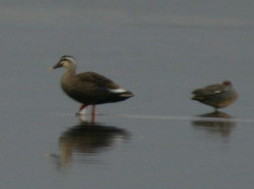 Spot-billed Duck, May 29, 2007, Clam Lagoon.