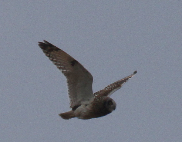 Short-eared Owl, Adak Airport, May 26, 2013