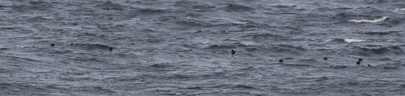 Short-tailed Shearwaters, Seawall, Sept 8, 2016