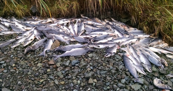 Dead salmon stranded by receding high water on Finger Creek. Sept 17, 2014.