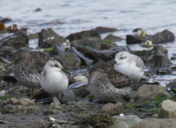 Sanderlings and Rock Sandpipers, Clam Lagoon, Sept 13, 2014.