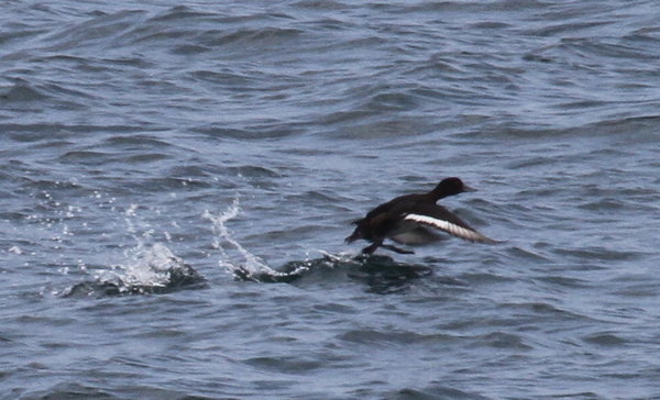 Greater Scaup, Seawall, Sept 21, 2014.