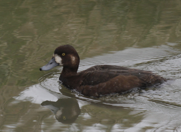 Greater Scaup, Sweeper Channel, May 28, 2013