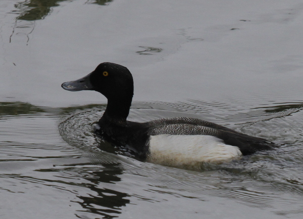 Greater Scaup, Sweeper Channel, May 28, 2013