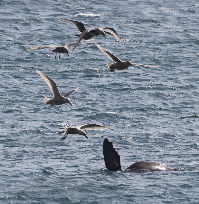 Steller's Sea Lion with Glaucous-winged Gulls, Seawall, September 19, 2016