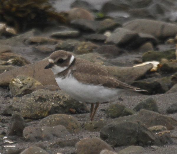 Semipalmated Plover, Clam Lagoon, Sept 8, 2013.