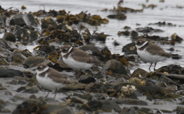 Semipalmated Plovers, Clam Lagoon, Sept 8, 2013.