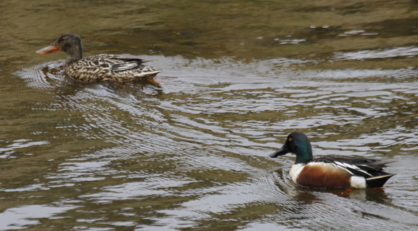 Northern Shovelers, Sweeper Channel, May 29, 2014.