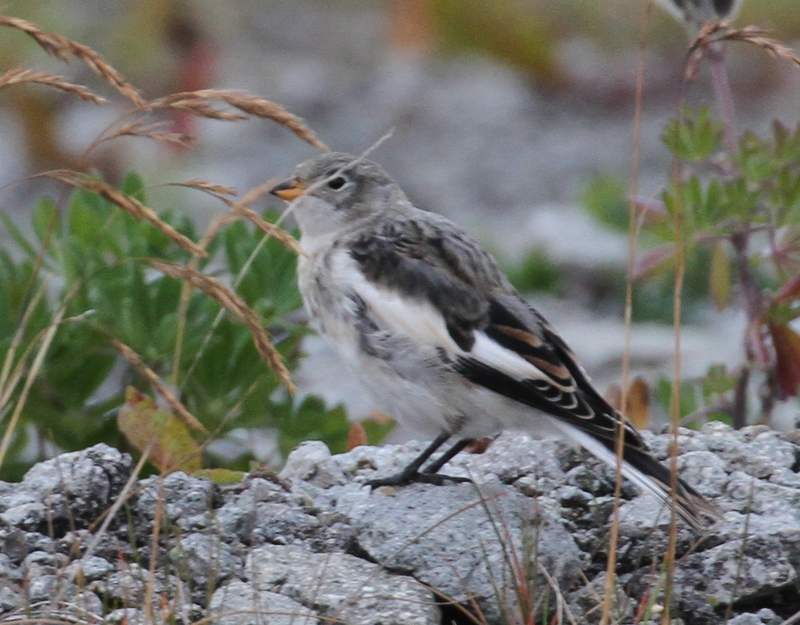 Snow Bunting, Sweeper Cove, Sept 19, 2015.