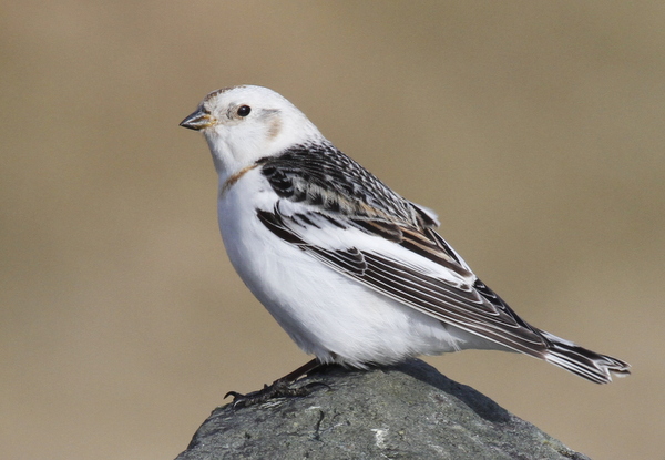 Snow Bunting, White Alice, May 22, 2013