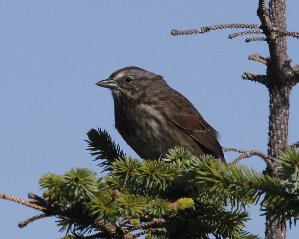 Song Sparrow, Elfin Forest, Sept 9, 2013.