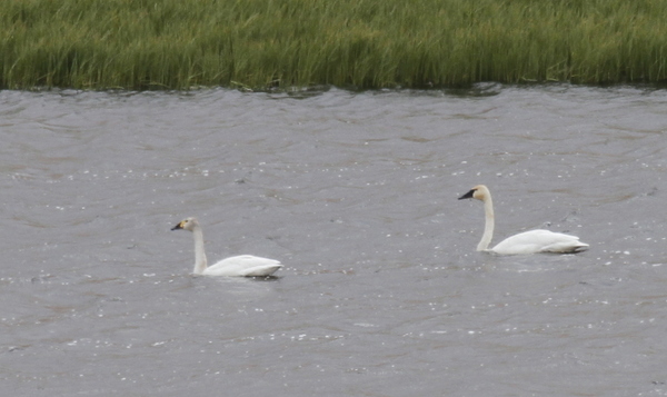 Bewick's Swan (left) and Tundra Swan, Haven Lake, May 15, 2014