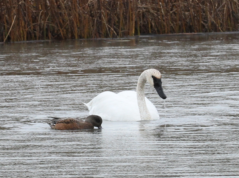 Trumpeter Swan and American Wigeon, Potters Marsh, Anchorage, Sept 17, 2015.